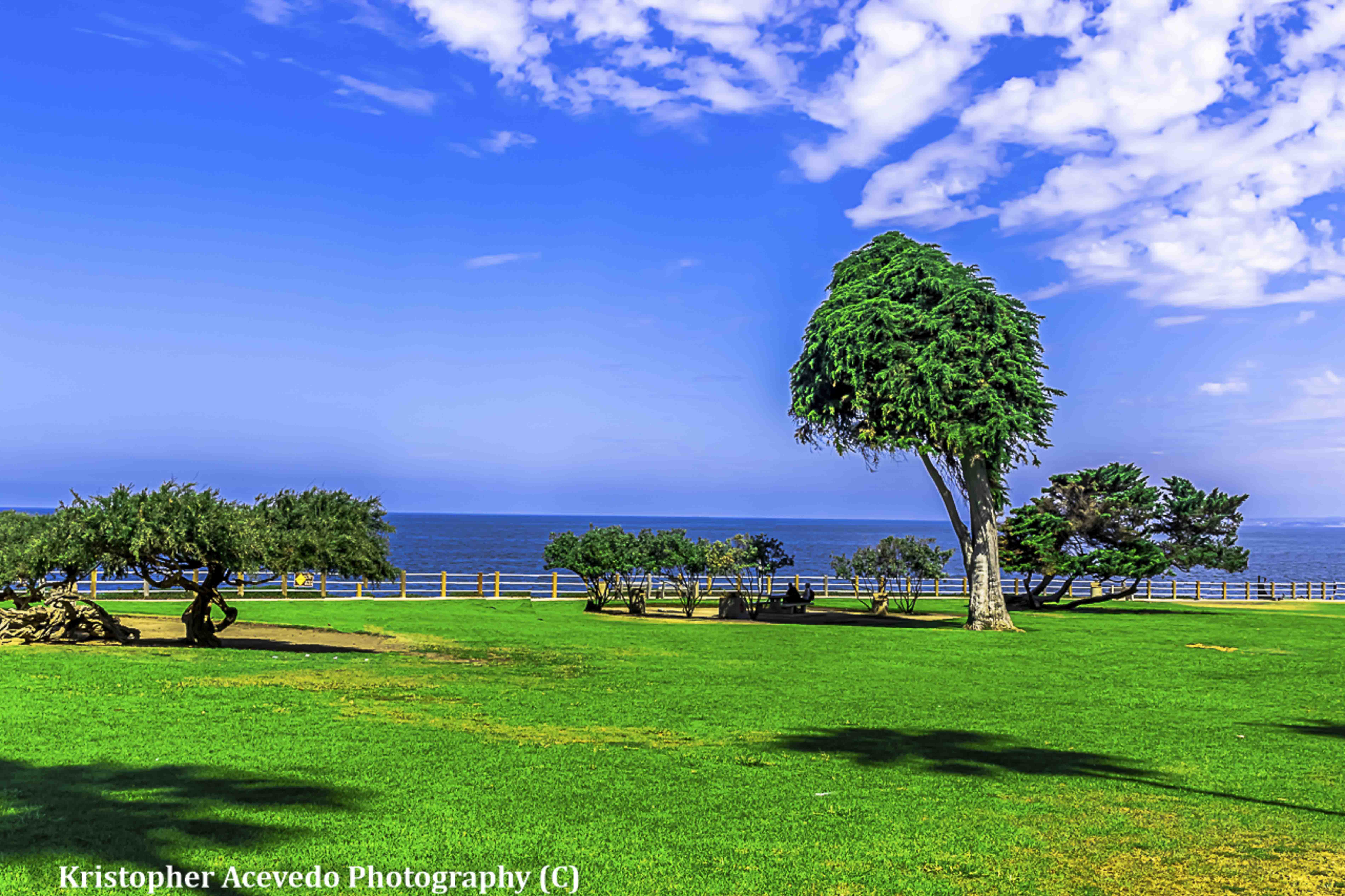 Wind-sculpted coastal trees overlooking the Pacific from a clifftop park