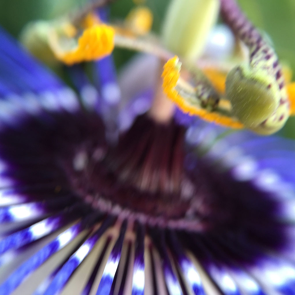 Passion Flower