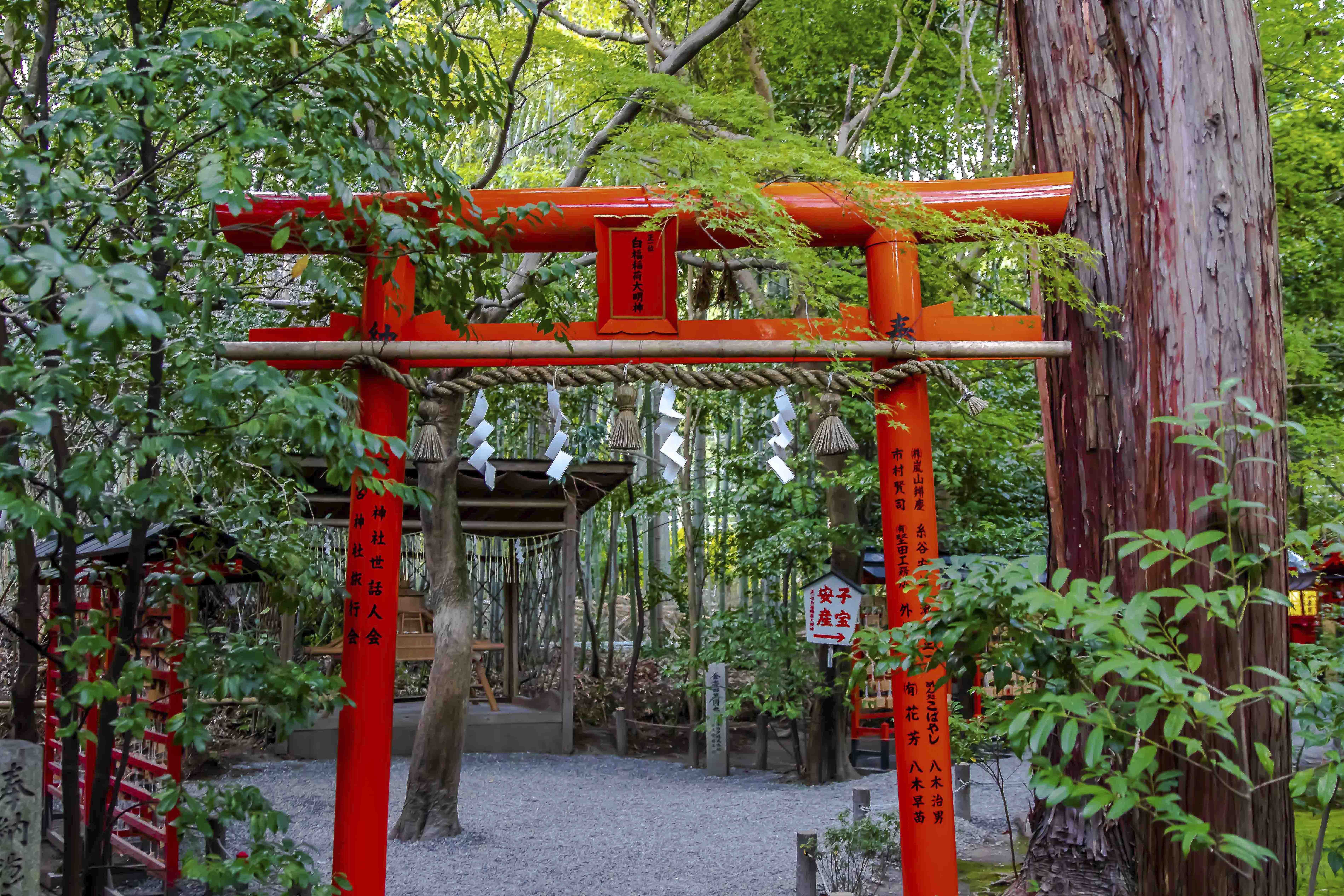 Torii gate in a forested shrine